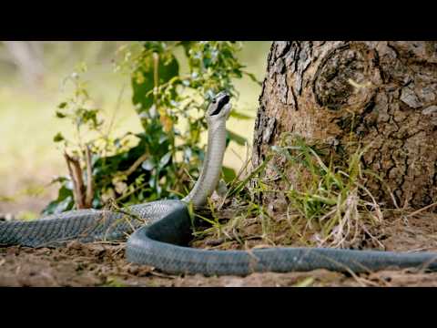 Afrique du Sud : face au dangereux mamba noir