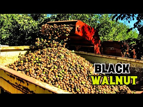 How To Grow Walnut, Black WALNUT Harvesting and Processing