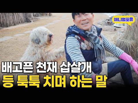동네 주민에게 받아 온 삽살개, 알고 보니 천재견이다 I KBS 동물극장 단짝 230128 방송