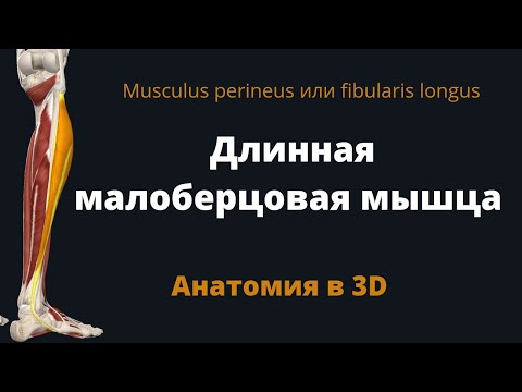 Peroneus longus muscle. Perineus or fibularis longus. 3D anatomy.