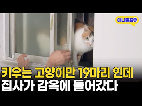갑자기 집사가 감옥에 갔다? 집에 남겨진 19마리 고양이들 확인했더니 I KBS 동물은 훌륭하다 241116 방송