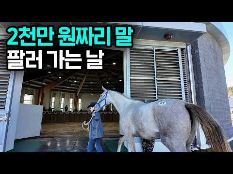 시골에서 말 20마리 넘게 키우면서 먹고 사는 20대의 하루