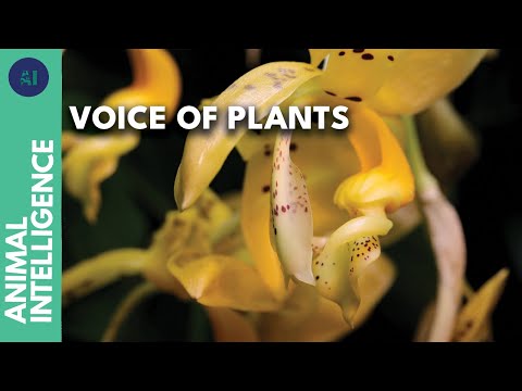 How do plants communicate? | AI