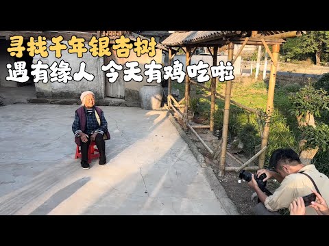 寻找千年银杏树 偶遇粉丝杀鸡今天有鸡吃啦。第三视角记录过程。