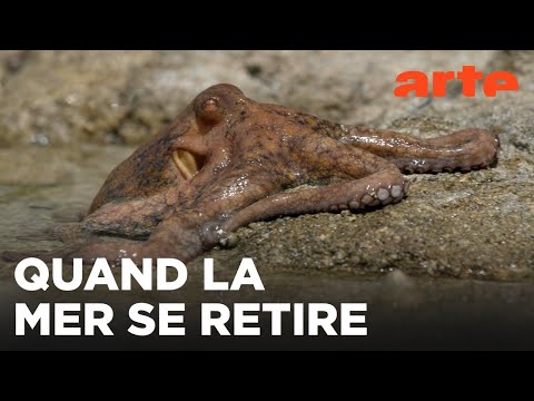 Le grand cirque des marées | ARTE Évasion