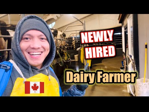 NEWLY HIRED DAIRY FARMER #canadalife  #buhaycanada  #ofwlife  #canada  #filipino 