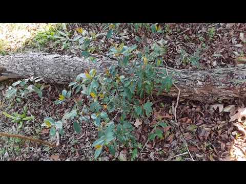 Upcycling a Pecan Limb