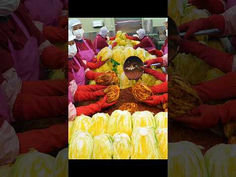 밥도둑? 이건 그냥 밥강도!! 정말 깨끗하게 만드는 배추김치 대량생산 Amazing kimchi mass produced process! kimchi factory in Korea