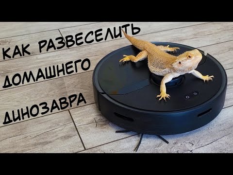 Один день из жизни дракона. Бородатая агама гуляет в лесу и купается в бассейне.