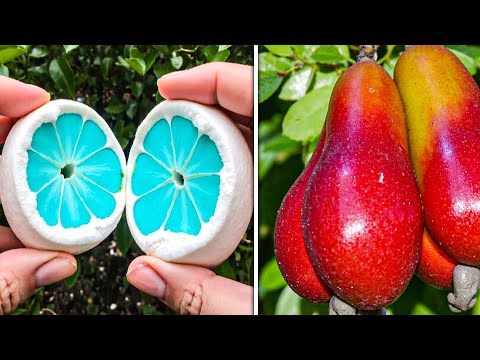 15 Most Dangerous Fruits in the World You Must Know Now