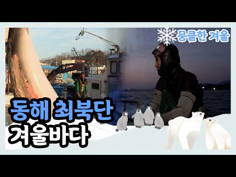 [뭉클한 계절 시리즈 '겨울'❄️] 고성 대진항 72시간 새로운 새벽을 꿈꾸는 어민들  | KBS 다큐3일 190112 방송