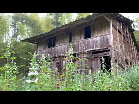A poor girl clears Weeds and Renovates Her old house ~ She will live in the Forest