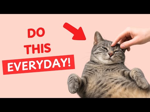 How to Tell Your Cat You Love Them (In Ways They Understand)
