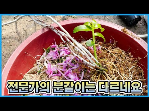 전문가가 직접 해주신 석곡 분갈이!! 개꿀 득템!! 석곡 분갈이 이대로 따라해보세요!!