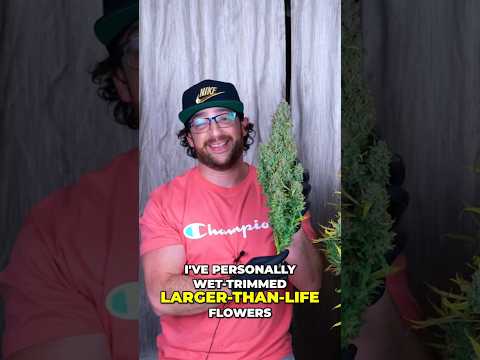 Dry vs Wet Trimming Weed | Perfect Cure, No Mold!
