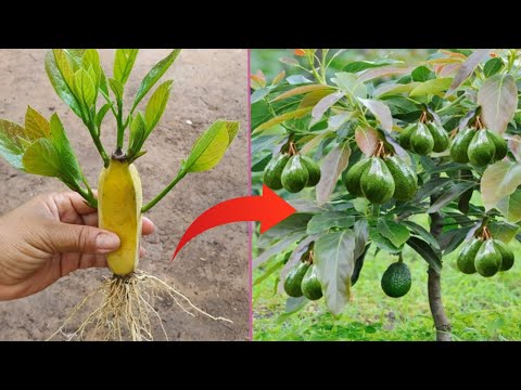 Special technique Propagate avocado with banana to produce 1000 roots overnight