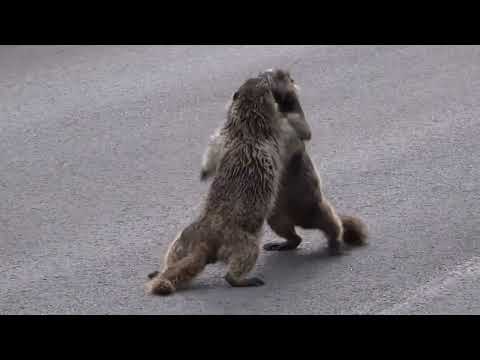 You Must See This! These Animal Cases Were Caught On Camera