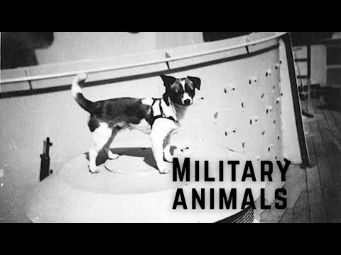Animals In the Military