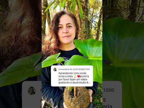 Atualizando a Kokedama de Copo de Leite #kokedama dama