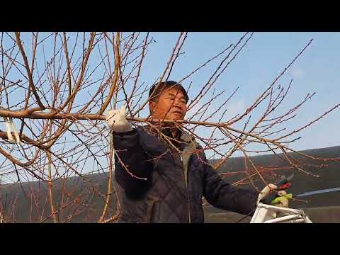 복숭아 정지.전정 (마도카 품종)#장호원복숭아 #복숭아  #삼부자복숭아  #마이스터 #마이스터복숭아 #복숭아마이스터이걸재 #이걸재복숭아 #장호원이걸재 #이걸재마이스터 #복숭아전정