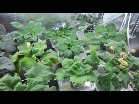 Еще раз, подробно о ВЫРАЩИВАНИИ деток фиалки!!! Как отделить от листа, когда пересаживать и тд!!!