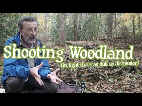 Shooting woodland (in light that's as dull as dishwater)