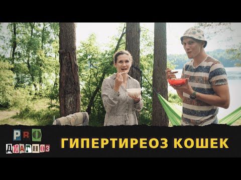 Pro диагноз. Гипертиреоз кошек