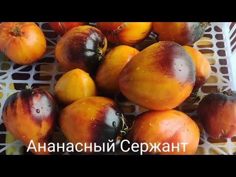 Томаты в разрезе и дегустация часть №3(сорта от Софии Сааковой)и не только