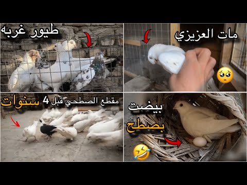 صعدت طيور غربه للصطح👍 ومات اغله طير عدي 💸😞+ لكيت مقطع للصطح ب2020