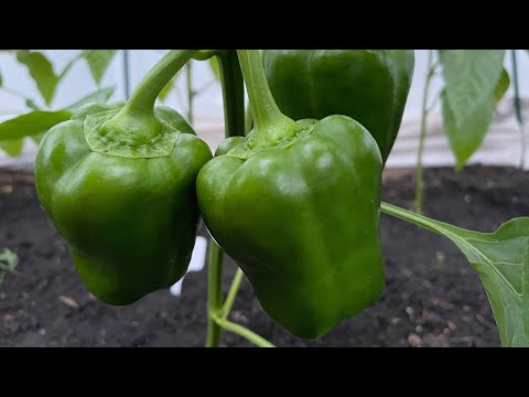 ПЕРЕЦ очень любит эту ПОДКОРМКУ, ускоряет налив плодов! Уход и формирование