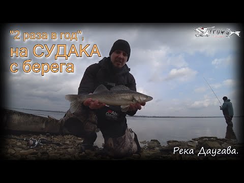 "2 раза в год" на судака с берега. Дропшот.