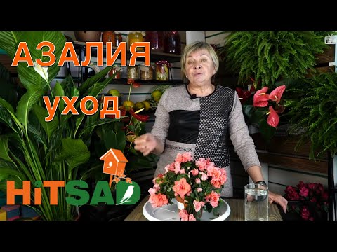 Азалия выращивание и уход - комнатные растения с Хитсад