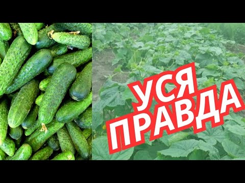 ПОСІЙТЕ ЦЕЙ ГІБРИД @ОГІРКА🥒 І  ВИ НЕ ВСТИГАТИМЕТЕ  їх  ВИБИРАТИ. Тільки біопрепарати.