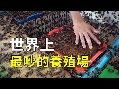 養殖蟋蟀有多賺錢？没想到“小蟀哥”還能用來做蛋糕