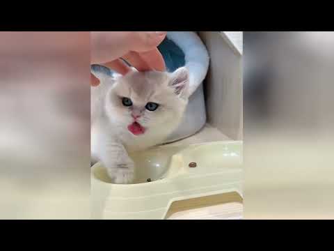 Gatitos pequeños que parecen ángeles con patitas y bigotes