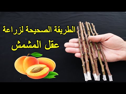 زراعة المشمش من العقل في المنزل