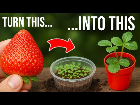 🍓How to Grow Strawberries from Seeds: 3 Easy and Quick Methods