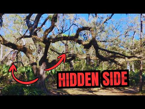Alligators, Eagles, and Hidden Trails | Exploring Ocala National Forest