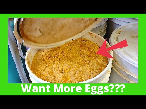 Fermenting Chicken Feed In 5 Gallon Bucket