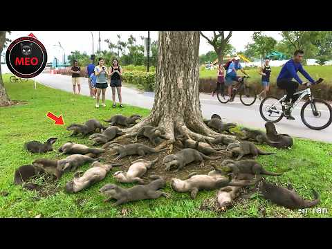 Incredible Moments Caught on Camera  (P137)