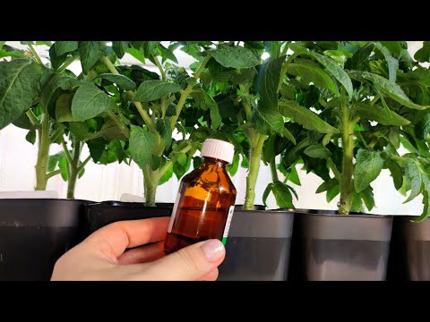 1 Капля под любую рассаду и даже Дохлая Рассада будет толстым крепышом, повышает урожайность рассады