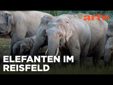 Hati Bondhu, die Elefantenschützer von Assam | 360° Reportage | ARTE Family