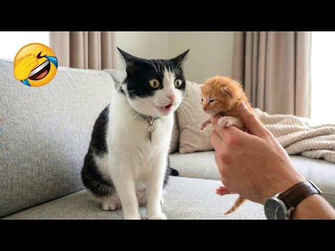 You Laugh You Lose π
Best Funny Cats and Dogs Videos πΉπΆ Part 14