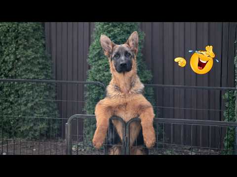 I Can’t Believe These Dogs Are Still This Funny 😂 Best Funny Dog Videos of 2026 🐶
