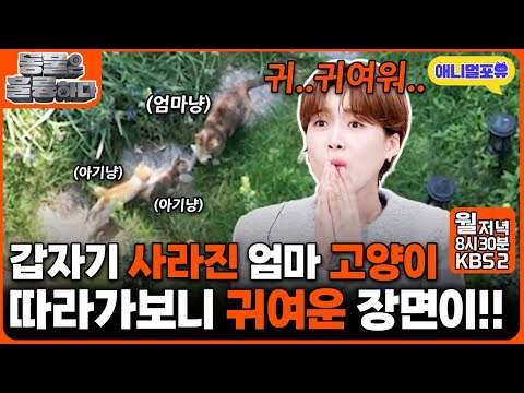 먹이 물고 사라지는 고양이를 따라가 봤더니.. I KBS 2TV 동물은 훌륭하다 241123 방송