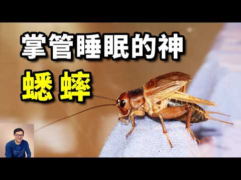 How fanatical are cricket fighting ?  Can you accept eating crickets?  #animals #insects #cricket