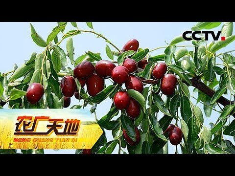 《农广天地》 20180418 枣树开甲技术 | CCTV农业