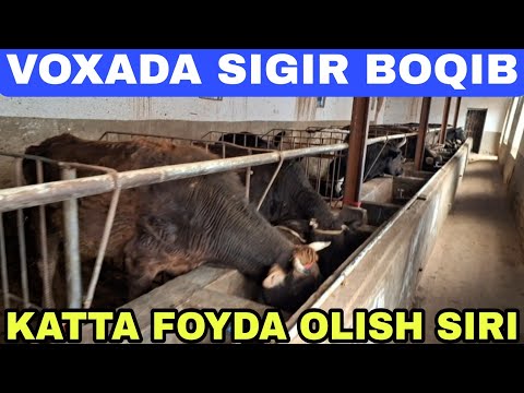 SIGIR BOQIB KATTA FOYDA OLISH SIRLARI