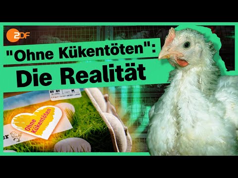 Schredder-Verbot: Was passiert jetzt mit männlichen Küken? | Die Spur