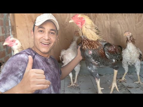 صنعت لنفسى مملكه من الفراخ الهندى مع مواصفات الديك الهندي الأصيل مع الاسعار علشان ماضحكش عليك